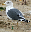 ad LBBG in Januari-April, ringed in the Netherlands. (76807 bytes)